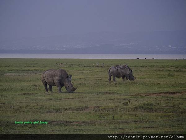 4 12 Lake Nakuru - Rhino (1).JPG