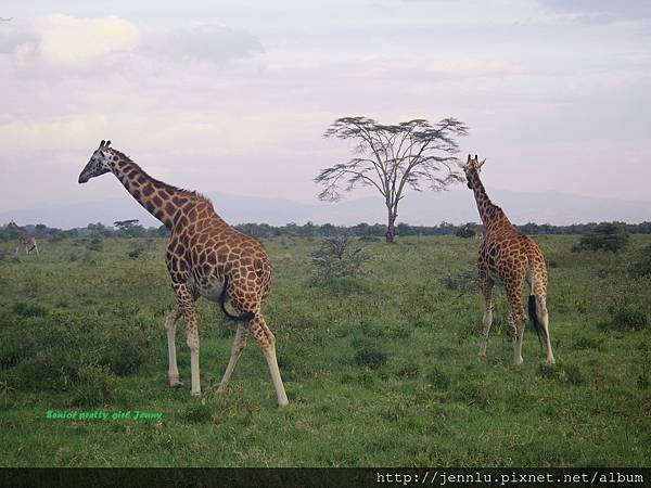 4 13 Lake Nakuru - Giraffe (2).JPG