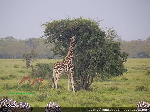 4 13 Lake Nakuru - Giraffe (4).JPG