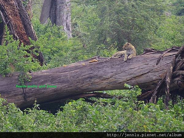 5 2 Lake Nakuru - leopard(2).JPG