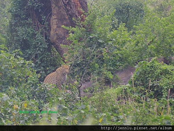 5 2 Lake Nakuru - leopard(3).JPG