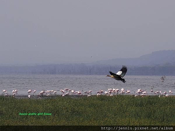 5 5 Lake Nakuru - Flamingo (1).JPG