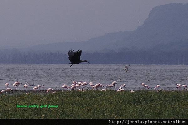 5 5 Lake Nakuru - Flamingo (2).JPG