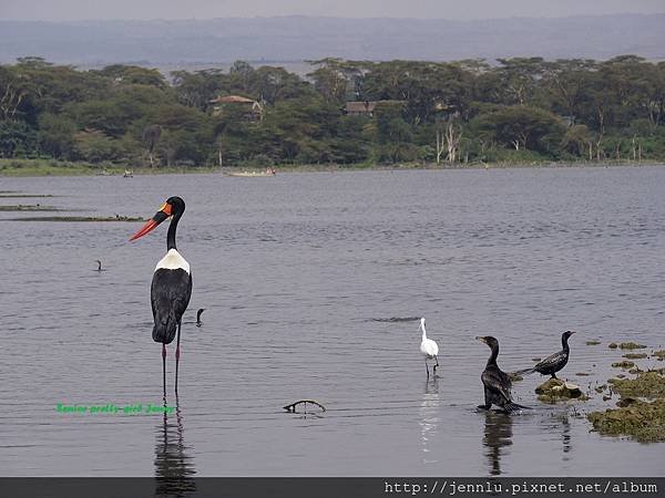 5 6 Lake Naivasha (3).JPG