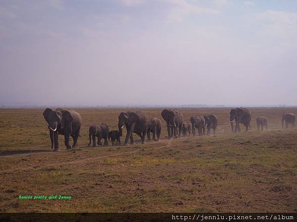 6 0 Amboseli - Elephants.JPG