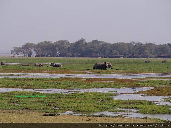 6 5 Amboseli - Elephant (1).JPG