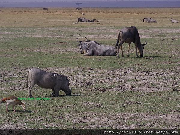 6 4 Amboseli (2).JPG