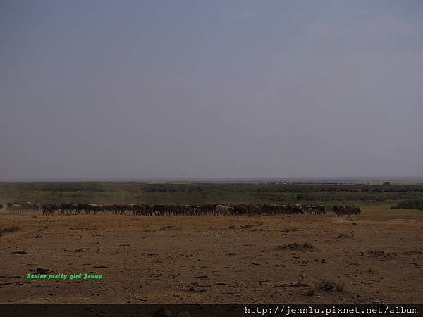 7 9 Amboseli - Giraffe Running (4).JPG