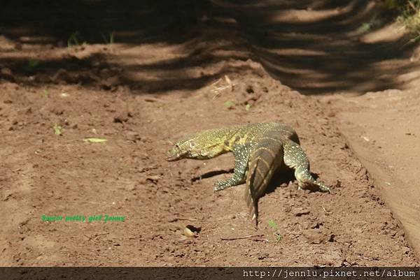 5 6 Lake Manyara  (2).JPG