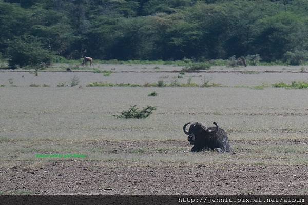 5 6 Lake Manyara  (1).JPG