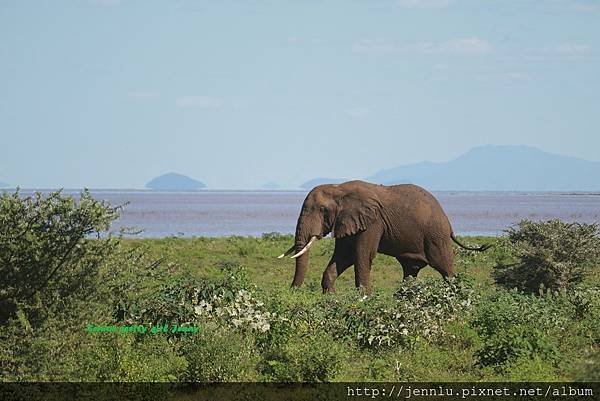 5 6 Lake Manyara  (5).JPG