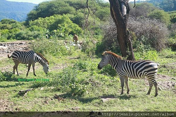 5 6 Lake Manyara  (6).JPG