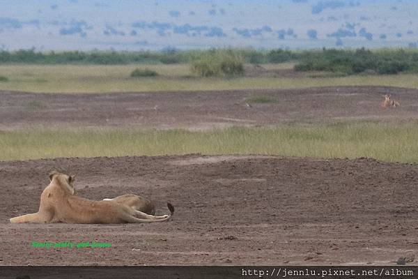 7 0 Amboseli.JPG