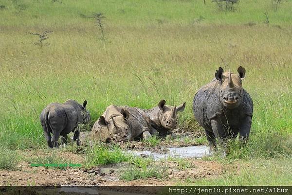 8 0 Nairobi National Park.JPG