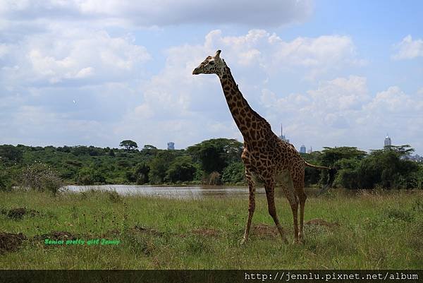 8 2 Nairobi National Park (4)-1.jpg