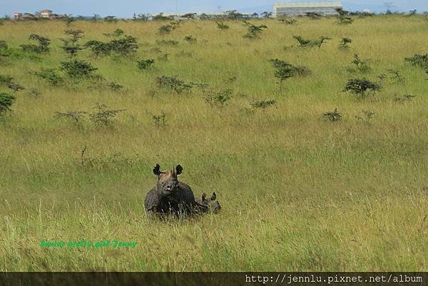 8 2 Nairobi National Park (10).JPG