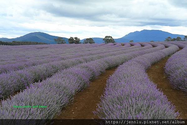 8 0 Bridestowe Lavender Estate.JPG