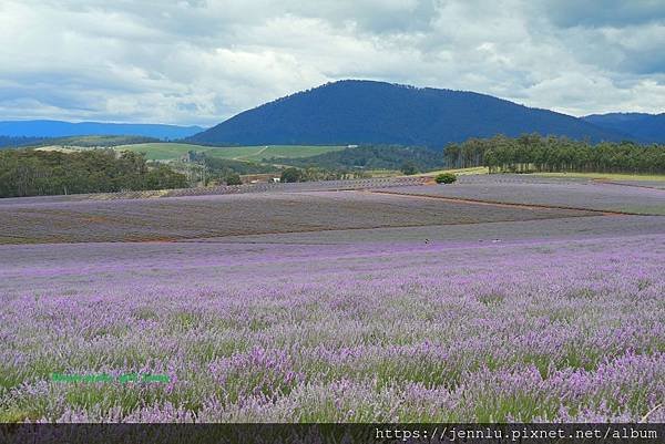 8 3 Bridestowe Lavender Estate (2).JPG