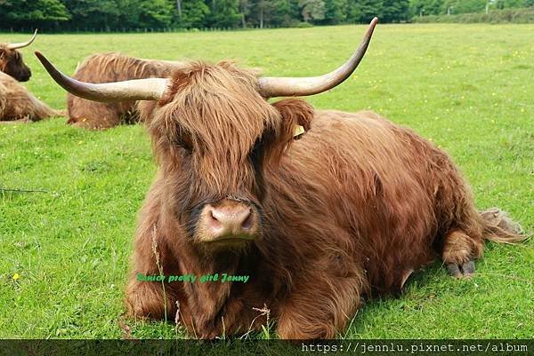 4 1 Highland Cow.JPG