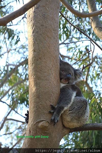 3 2 Yanchep National Park (2).JPG