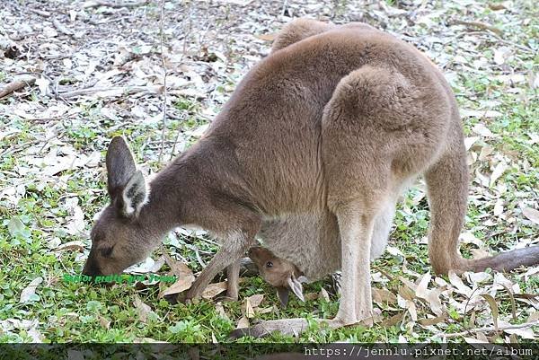 3 2 Yanchep National Park (5).JPG