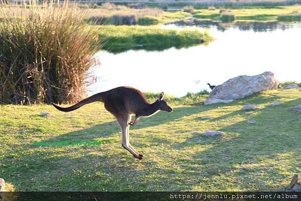 3 2 Yanchep National Park (6).JPG