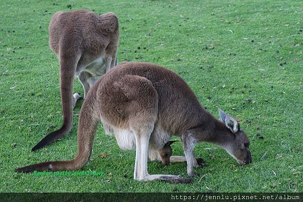 3 2 Yanchep National Park (8).JPG