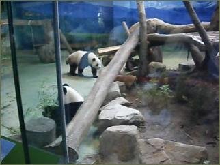 PANDA-4(不知團還是圓)