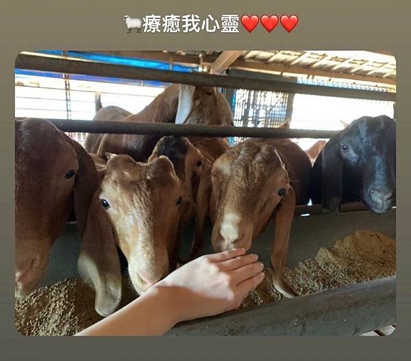 羊羊羊.jpg