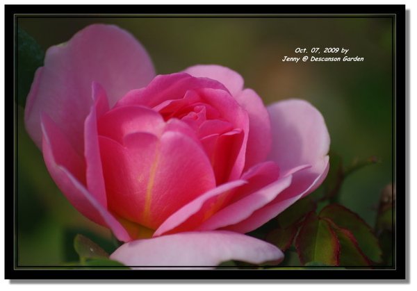 IMGP6823 frame.jpg