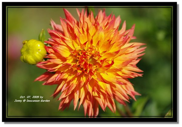 IMGP6859 frame.jpg