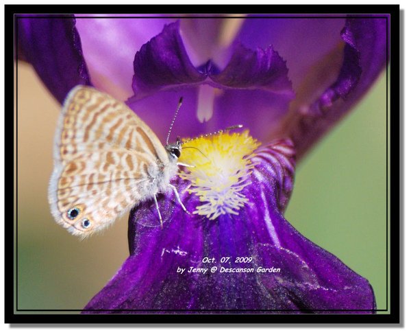 IMGP6937 frame.jpg