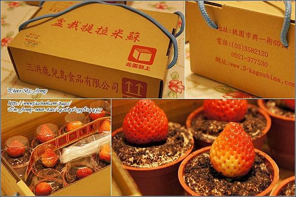 盆栽提拉米蘇1.jpg