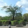 有名的「円山公園」枝垂櫻