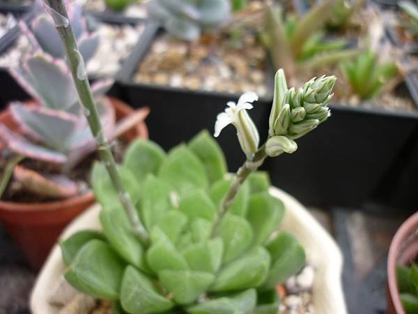 P1140733