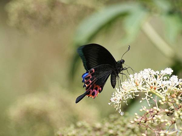 武陵勝光_雙環鳳蝶.jpg