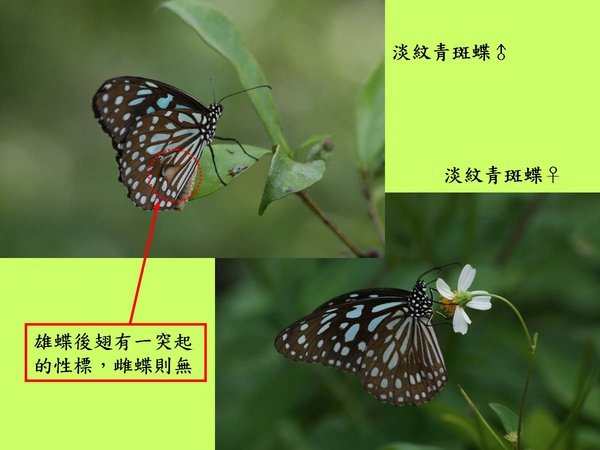 淡紋青斑蝶_公母.jpg