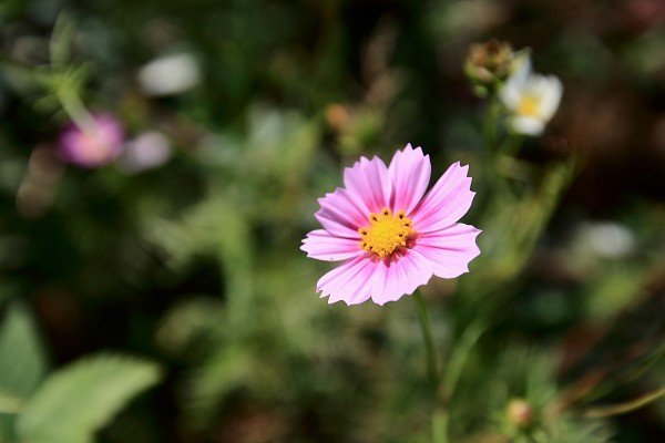 DPP_00364