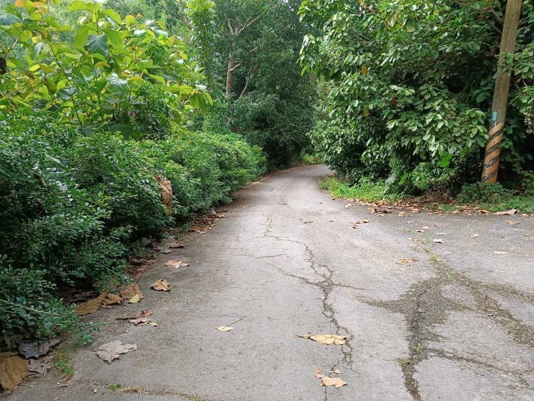 【彰化社頭】中央嶺造林步道 &amp; 十八彎古道