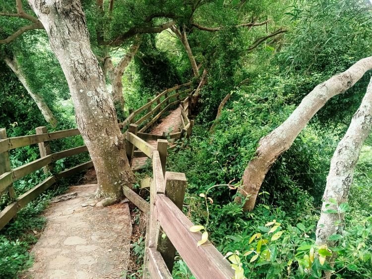 【彰化社頭】中央嶺造林步道 &amp; 十八彎古道