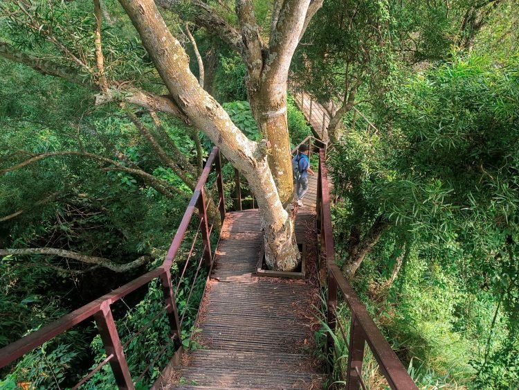 【彰化社頭】中央嶺造林步道 &amp; 十八彎古道