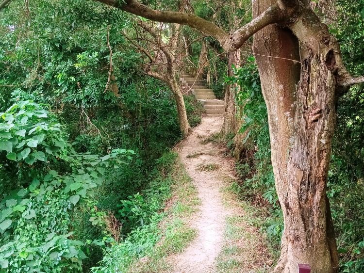 【彰化社頭】中央嶺造林步道 &amp; 十八彎古道