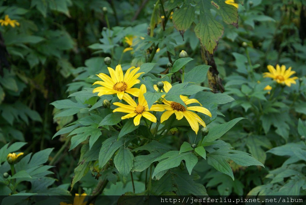 20101117石碇21-提湯菊