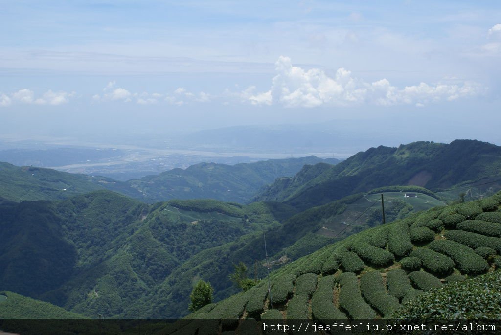 20100704杉林溪旅遊193-杉林溪茶園