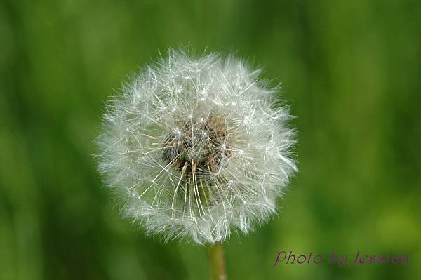 Dandelion-1.jpg