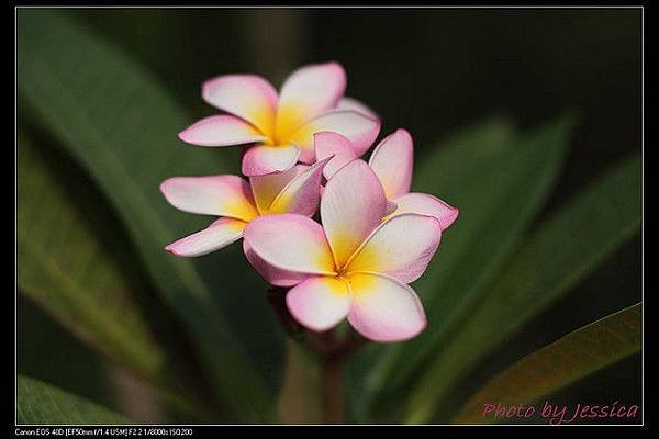 Green Garden- flower.jpg