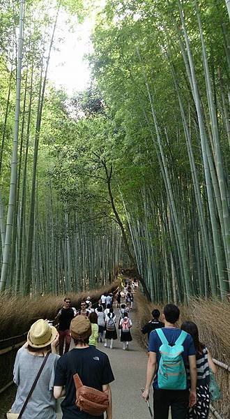 嵐山竹林