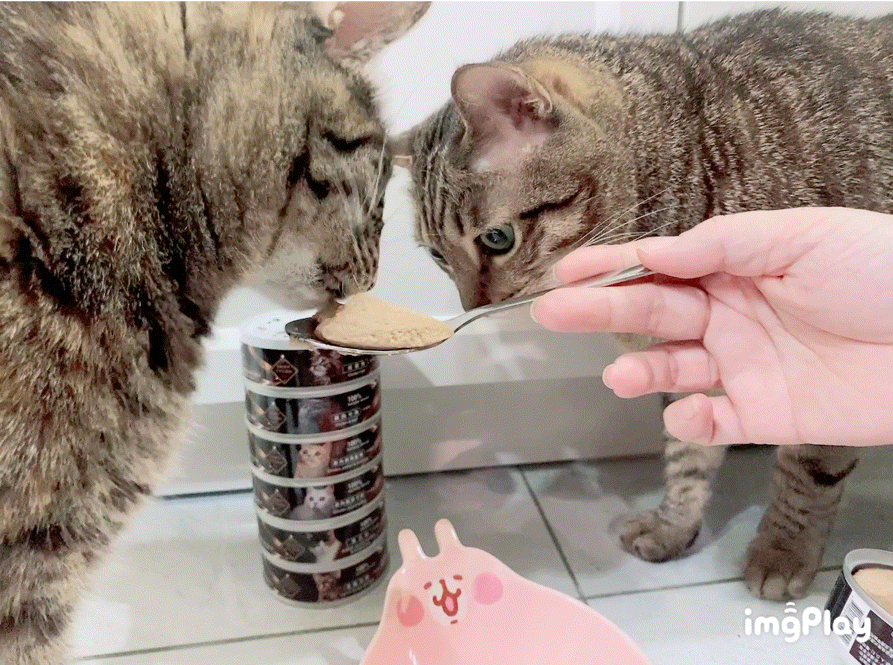 低磷罐頭推薦｜貓侍Catpool｜升級版低敏食材天然主食罐｜