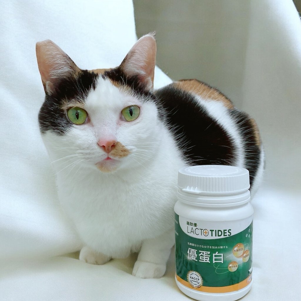 獨家寵物營養粉開箱｜萌肽優LactoTides｜全護型優蛋白