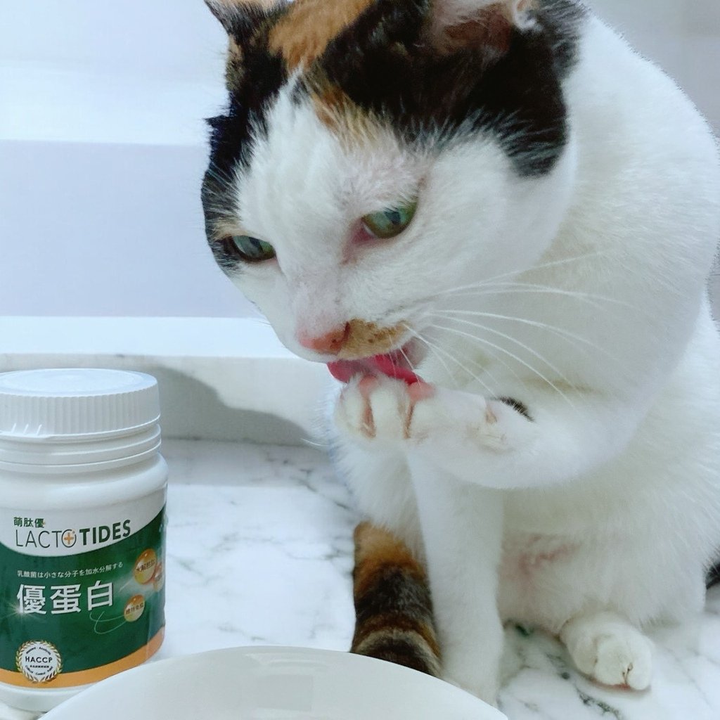 獨家寵物營養粉開箱｜萌肽優LactoTides｜全護型優蛋白